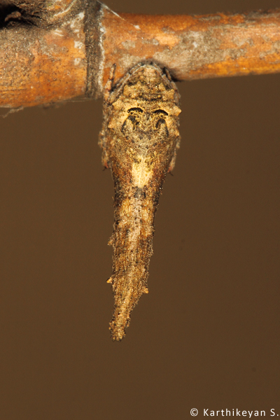 Poltys sp. resembling a bamboo twig or a thorn perhaps. 