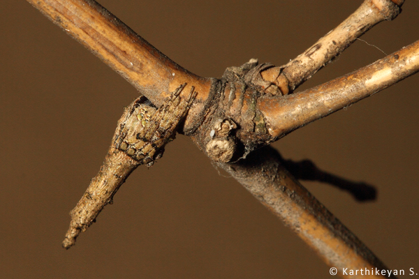 Another Poltys sp. resting at the node on a bamboo.