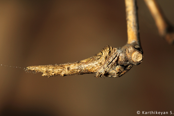 Amazing camouflage - the spider looks so much like a part of the bamboo.