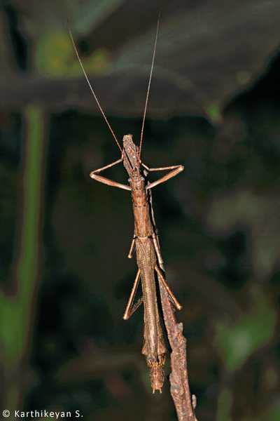 The stick insect rests in such a way that it is difficult even for trained eyes to discern its presence.