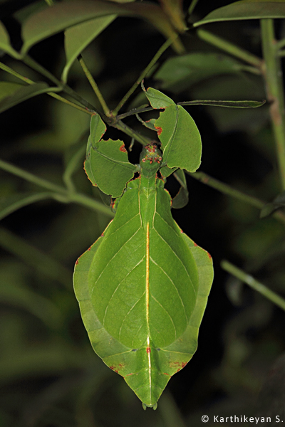 The leaf insect stood out prominently amidst leaves when a torch was shone on it.