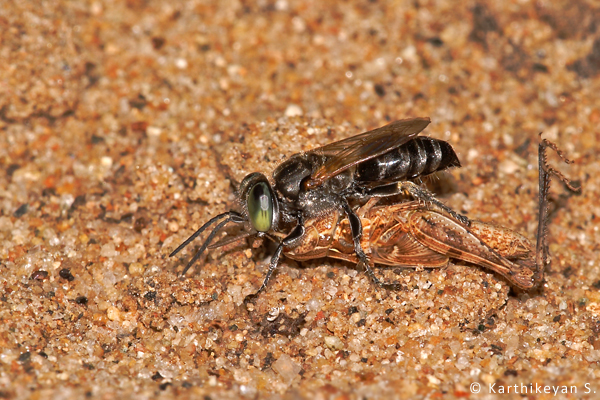 A wasp dealing with a grasshopper.