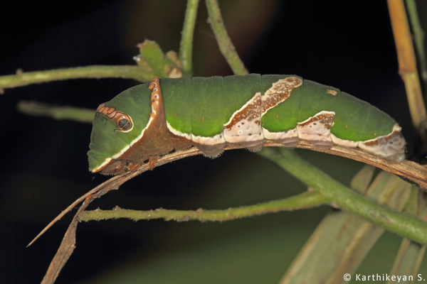 Caterpillar Karthikeyan S _MG_7756a