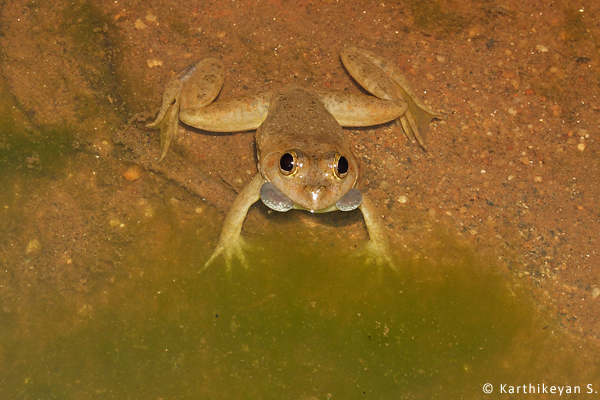 Frog calling Karthikeyan S CRW_2734a