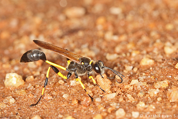 A wasp collecting a mud pellet.