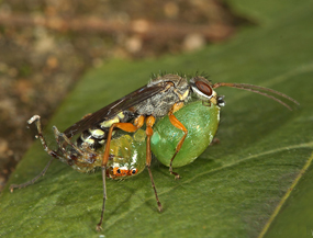 Parental care in potter wasps