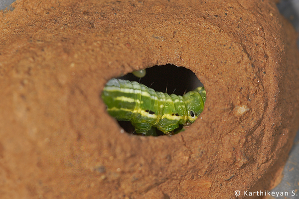A pot containing a caterpillar and a wasp egg visible.