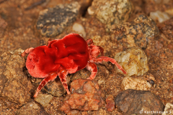 Red Velvet Mite Karthikeyan S _MG_1725a