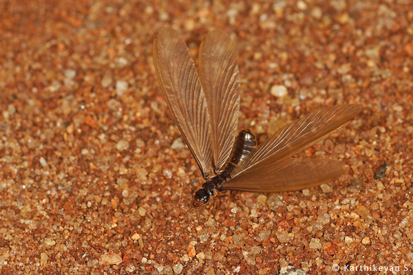 Termite alate Karthikeyan S _MG_1680a