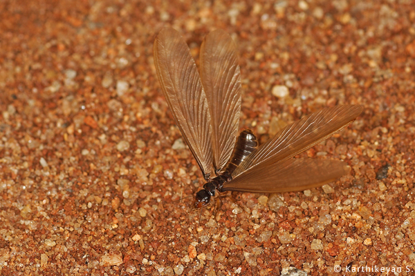 Termite alate Karthikeyan S _MG_1680a