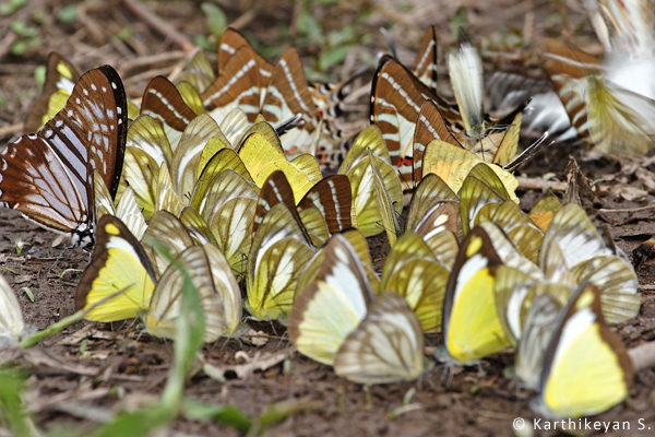 A congregation of some mud-puddling Pieriids and Papilionids.