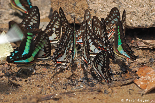 Common Bluebottles and Common Jays congregating.