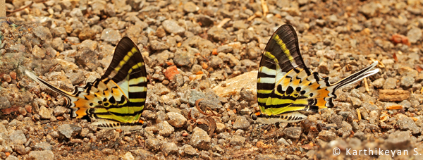 A pair of Five-bar Swordtails.