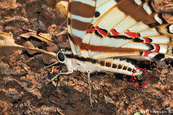 A Spot Swordtail expelling drops of water while mud-puddling.