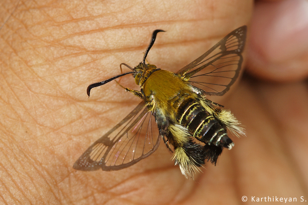 A day flying moth attracted to sweat on my palm.