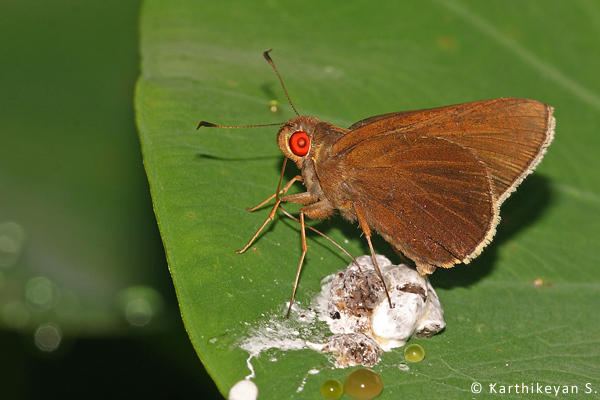 Common Redeye - wetting a dry bird dropping with a drop of excreta and sucking the chemicals.