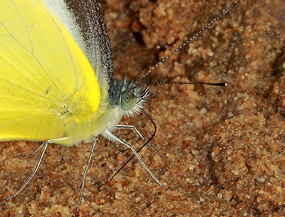 Mud-puddling