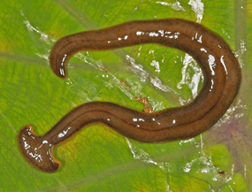 Hammer-headed worm