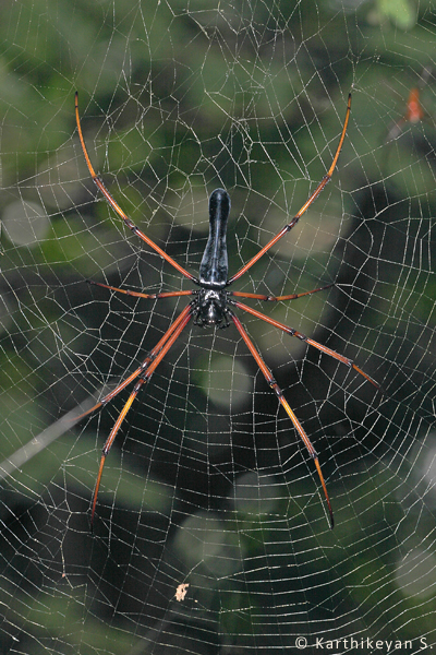 The Black Wood Spider Nephila kuhlii that is sometimes seen in the company of N. pilipes.