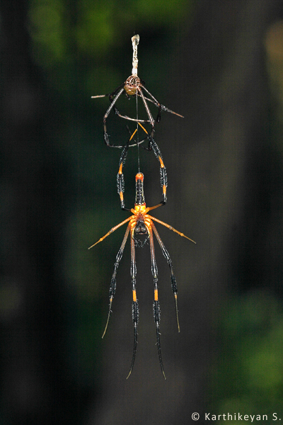 A Nephila pilipes that has just completed moulting.