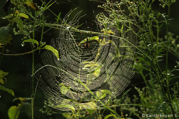 Large orb webs built by Giant Wood Spiders.