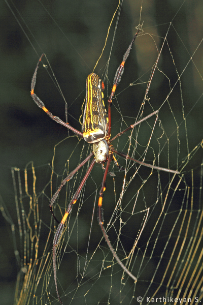 The Giant Wood Spider Nephila pilipes also known as the Giant Golden Orb Weaver.
