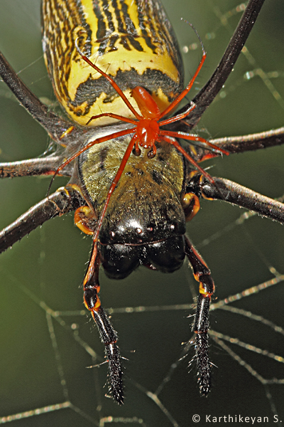 A male of Nephila pilipes sitting on the cephalothorax of the female.