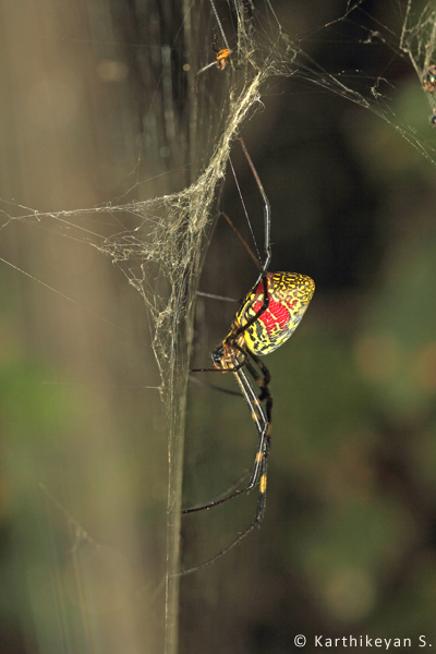 Nephila clavata - seen singly or at times in congregations of over a dozen individuals each sitting on its own web!