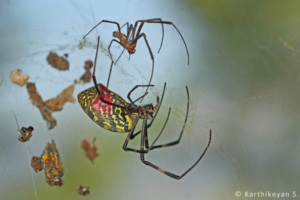 The male and female Nephila clavata.