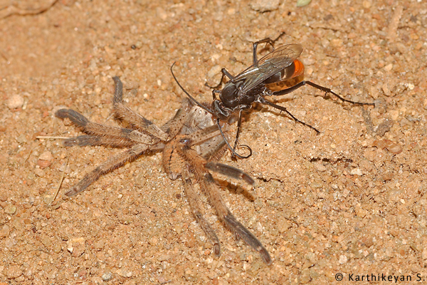 Some even deal with really large prey. Once paralyzed, they drag it over a long distance and past several hurdles.