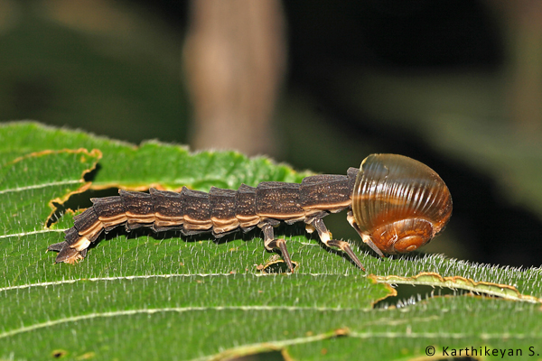 Even the very innocuous glow worm makes a meal of the herbivorous snail. It manages to get past the defenses of the snail and feed on the soft body of the snail. (For more about glow worms https://www.wildwanderer.com/the-snail-and-the-glow-worm/ )