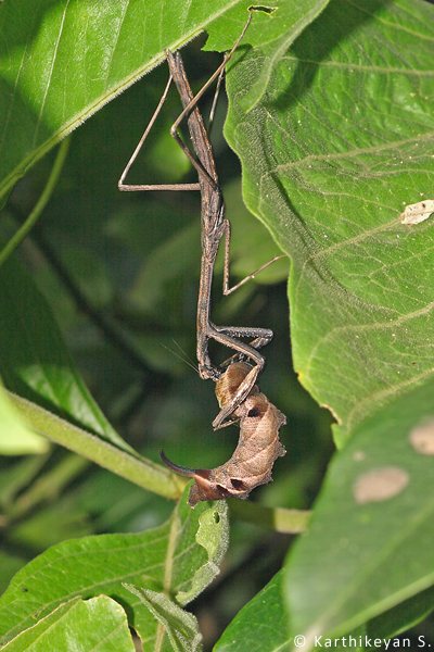 A praying mantis is a fine predator. It is well equipped for the job and can be seen taking a variety of prey. The hawk-moth larva is just one example.