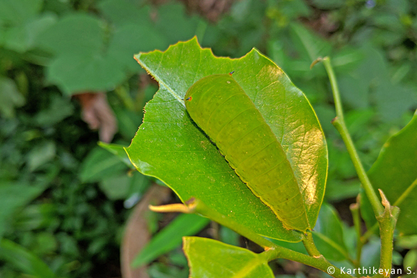 Many insects are predators of plants. For eg. caterpillars feed on the leaves of their host plants. Insects that feed on plants become very important as they are the primary consumers in the web of life. The caterpillars are then prey to a multitude of organisms, starting all the way from other insects to birds and mammals.