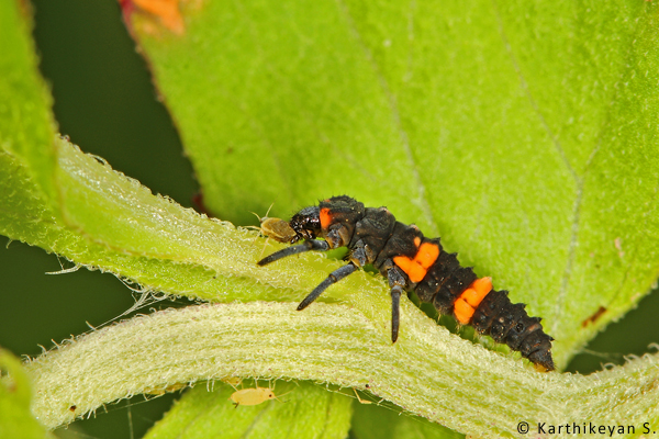 Aphids are tiny insects that feed on plant sap. If left uncontrolled, they can assume pest proportions damaging the plant. There are other insects that keep the aphids under control. The Coccinellid larvae (Ladybird beetle larvae) are predators and play an important role in this process.