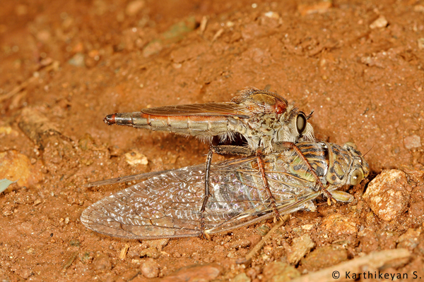 Robberflies are an interesting group of insects. These too, like many other predators can take prey much larger than themselves. A hapless cicada known for the loud noise that it makes is no match for the powerful robberfly. (For more about Robberflies https://www.wildwanderer.com/robberfly/ and https://www.wildwanderer.com/clash-of-the-titans-dragonfly-vs-robberfly/ )