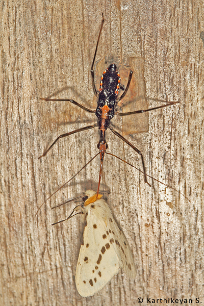 The Assassin bugs are notorious as predators. They too can take a toll on aphids. Assassin bugs can take prey much larger than themselves. As can be seen in this image, it is sucking a moth dry.