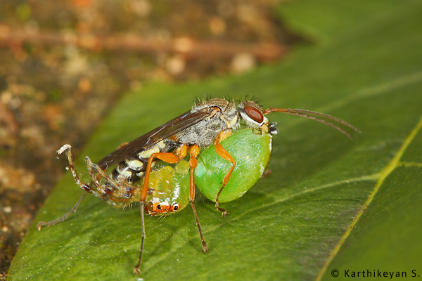 Wasps are also insects that one encounters even in an urban setting. Many are strong and powerful predators. Some species of wasps specialize in providing paralysed spiders for their young while others provide grasshoppers, caterpillars, etc. (For more about Parental care in wasps https://www.wildwanderer.com/parental-care-in-wasps/)