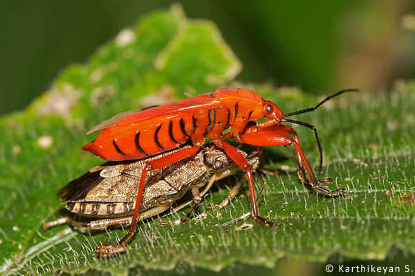 While in this case, the prey is another bug. The Assassin Bugs use an interesting method to feed on their prey. (For more about Assassin Bugs https://www.wildwanderer.com/assassin-bugs/)