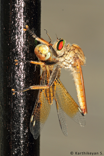 A dragonfly, a predator itself, also at times can be beaten at its own game by the robberflies.