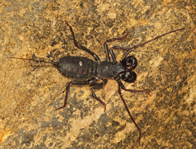 Whip Scorpion