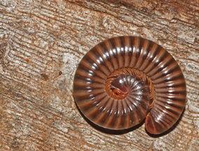 Millipedes – putting the best foot forward!