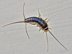 Silverfish – the bookworm!