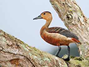 Tree ducks