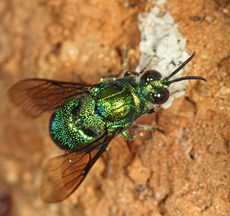 Cuckoo Wasp