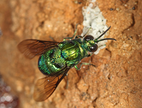 Cuckoo Wasp