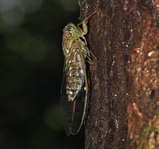 Cicadas