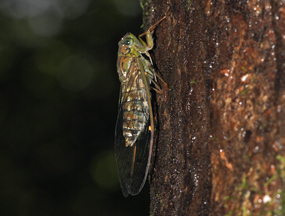 Cicadas