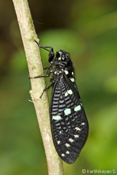  Gaeana maculata