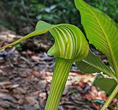 Cobra Lily