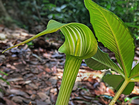 Cobra Lily